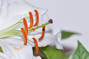 _images/flower.jpg